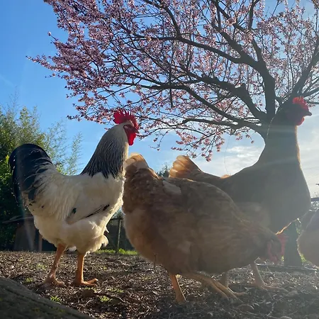 The Old Watermill Retreat - O Retiro Da Azenha Velha