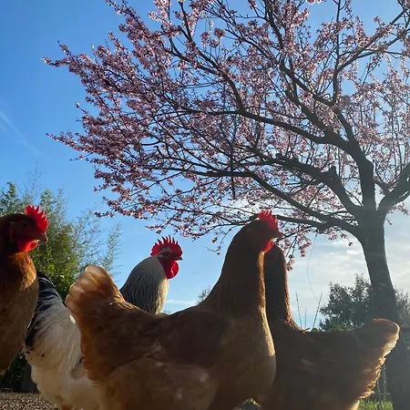 The Old Watermill Retreat - O Retiro Da Azenha Velha