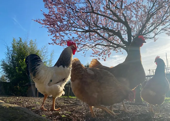 The Old Watermill Retreat - O Retiro Da Azenha Velha