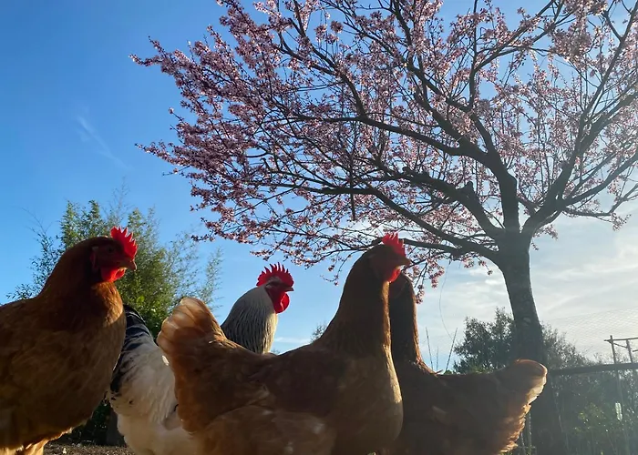 The Old Watermill Retreat - O Retiro Da Azenha Velha